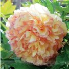 Heirloom White Dark Red Tree Peony Flower 5 PCS Seeds Heirloom White Dark Red Tree Peony Flower 5 PCS Seeds