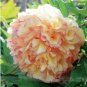 Heirloom White Dark Red Tree Peony Flower 5 PCS Seeds