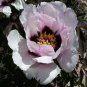 Heirloom White Dark Red Tree Peony Flower 5 PCS Seeds