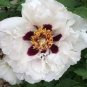 Heirloom White Dark Red Tree Peony Flower 5 PCS Seeds