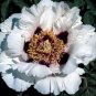 Heirloom White Dark Red Tree Peony Flower 5 PCS Seeds