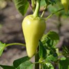 Heirloom White Hot Pepper 20 PCS Seeds