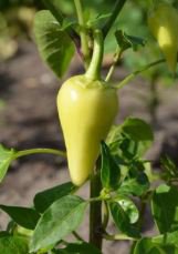 Heirloom White Hot Pepper 20 PCS Seeds