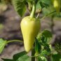 Heirloom White Hot Pepper 20 PCS Seeds