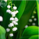 Heirloom White Lily of the Valley Convallaria majalis Perennial Flower 50 PCS Seeds