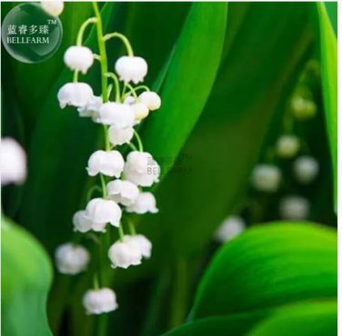 Heirloom White Lily of the Valley Convallaria majalis Perennial Flower 50 PCS Seeds
