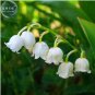 Heirloom White Lily of the Valley Convallaria majalis Perennial Flower 50 PCS Seeds