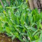 Heirloom White Lily of the Valley Convallaria majalis Perennial Flower 50 PCS Seeds