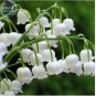 Heirloom White Lily of the Valley Convallaria majalis Perennial Flower 50 PCS Seeds