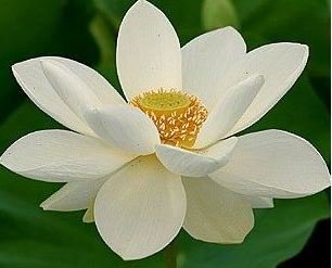 Heirloom White Nelumbo Nucifera 1 PCS Seeds