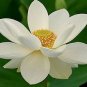 Heirloom White Nelumbo Nucifera 1 PCS Seeds