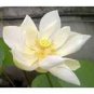 Heirloom White Nelumbo Nucifera 1 PCS Seeds