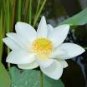Heirloom White Nelumbo Nucifera 1 PCS Seeds