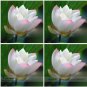Heirloom White Nelumbo Nucifera 1 PCS Seeds