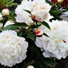Heirloom White Peony Seeds for Oil 5 PCS Seeds