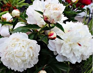 Heirloom White Peony Seeds for Oil 5 PCS Seeds