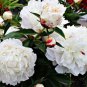 Heirloom White Peony Seeds for Oil 5 PCS Seeds