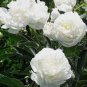 Heirloom White Peony Seeds for Oil 5 PCS Seeds