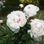 Heirloom White Peony Seeds for Oil 5 PCS Seeds