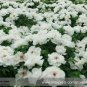 Heirloom White Peony Seeds for Oil 5 PCS Seeds