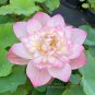 Heirloom White Pink Double Wrinkled Nelumbo Nucifera Lotus Flower 1 PCS Seeds