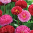 Heirloom White Red Bellis Perennis Daisy Perennial Flower 30 PCS Seeds