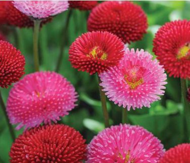 Heirloom White Red Bellis Perennis Daisy Perennial Flower 30 PCS Seeds