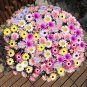 Heirloom White Red Bellis Perennis Daisy Perennial Flower 30 PCS Seeds