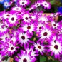 Heirloom White Red Bellis Perennis Daisy Perennial Flower 30 PCS Seeds