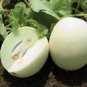 Heirloom White Sticky Sweet Melon 200 PCS Seeds