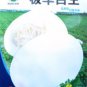 Heirloom White Sticky Sweet Melon 200 PCS Seeds