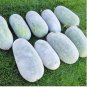 Heirloom White Wax Gourd Vegetables 12 PCS Seeds
