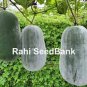 Heirloom White Wax Gourd Vegetables 12 PCS Seeds