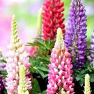 Heirloom Wild Lupine Flowers Mixed Pink White Yellow Red Purple Dark Red 20 PCS Seeds