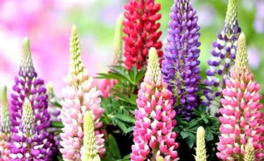 Heirloom Wild Lupine Flowers Mixed Pink White Yellow Red Purple Dark Red 20 PCS Seeds