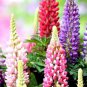 Heirloom Wild Lupine Flowers Mixed Pink White Yellow Red Purple Dark Red 20 PCS Seeds