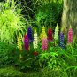 Heirloom Wild Lupine Flowers Mixed Pink White Yellow Red Purple Dark Red 20 PCS Seeds