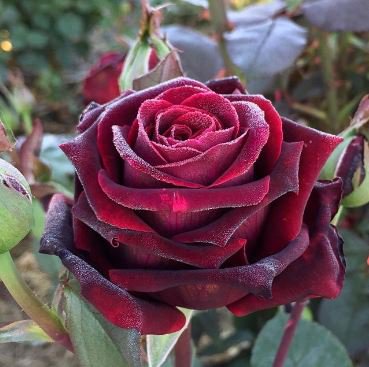 Heirloom Witch Brown Rose Plant Flowers 20 PCS Seeds