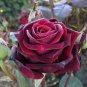 Heirloom Witch Brown Rose Plant Flowers 20 PCS Seeds