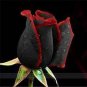 Heirloom Witch Brown Rose Plant Flowers 20 PCS Seeds