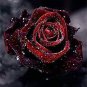 Heirloom Witch Brown Rose Plant Flowers 20 PCS Seeds