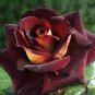 Heirloom Witch Brown Rose Plant Flowers 20 PCS Seeds