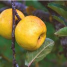 Heirloom Yellow Apple Fruit with Red Stripe Shrub Tree 10 PCS Seeds