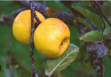 Heirloom Yellow Apple Fruit with Red Stripe Shrub Tree 10 PCS Seeds