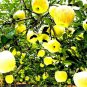 Heirloom Yellow Apple Fruit with Red Stripe Shrub Tree 10 PCS Seeds