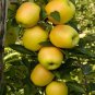 Heirloom Yellow Apple Fruit with Red Stripe Shrub Tree 10 PCS Seeds