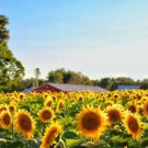 Heirloom Yellow Black Clusters of Middle Sunflower 15 PCS Seeds