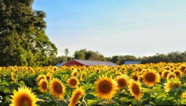 Heirloom Yellow Black Clusters of Middle Sunflower 15 PCS Seeds