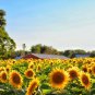 Heirloom Yellow Black Clusters of Middle Sunflower 15 PCS Seeds