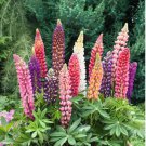 Heirloom Yellow Blue White Lupine Flowers 20 PCS Seeds